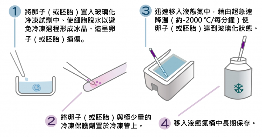 解凍卵子是否會損壞的可能呢