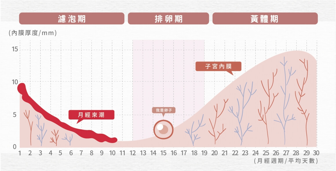 月經週期-濾泡期、排卵期、黃體期的子宮內膜厚度變化