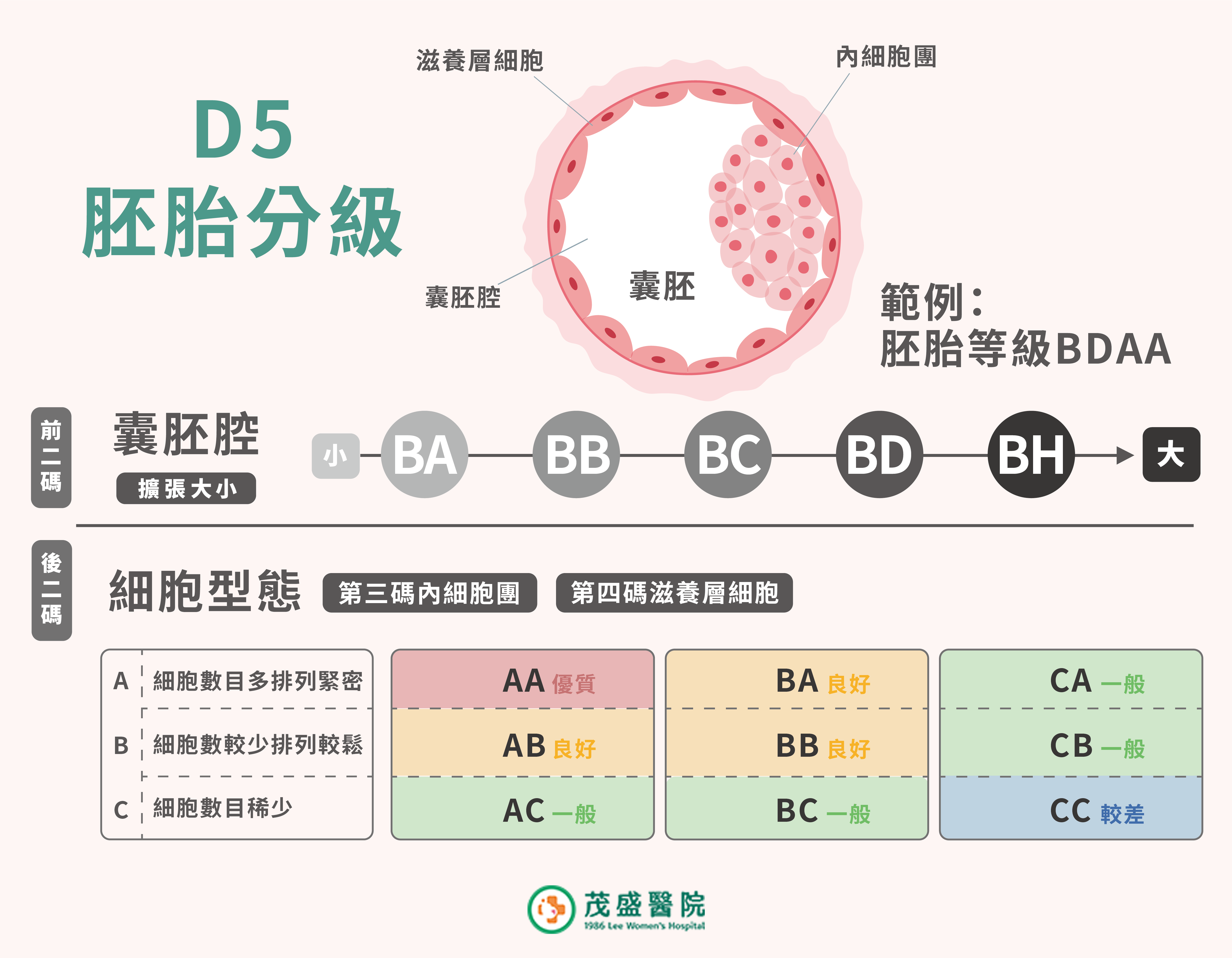 囊胚分級