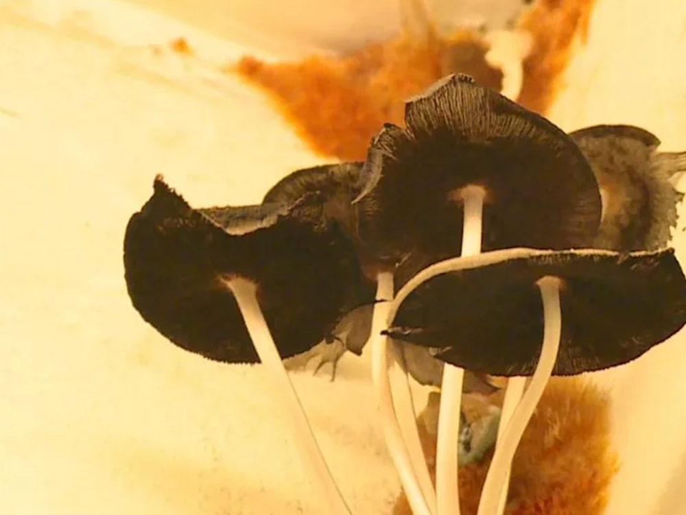 避免「霉菌」進化「百年靈芝」 找源頭、選「防潮」材質